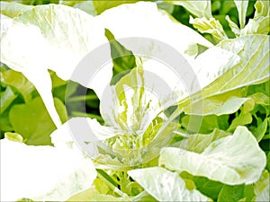 White or yellow:vegetable leaves changed color when overexposed photo