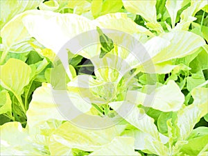 Vegetable leaves overexposed, special effect