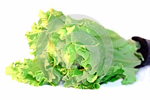 Vegetable, Lettuce leafs isolated on white.