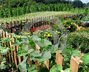 Vegetable luxuriance garden