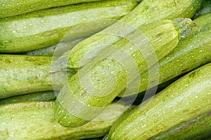 Vegetable marrow