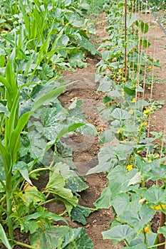 Vegetable marrow bed