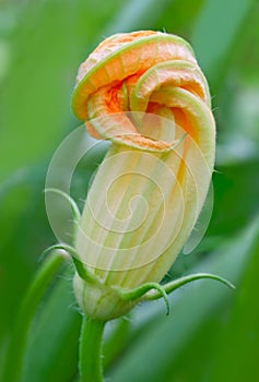 Vegetable marrow flower