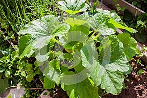 The vegetable marrow grows in a garden