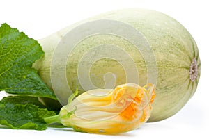 Vegetable marrow squash with flower and green leaves isolated on a white