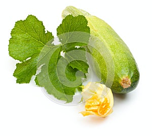 Vegetable marrow squash zucchini with flower and green leaves isolated on a white