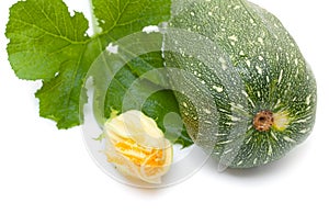 Vegetable marrow squash zucchini with flower and green leaves isolated on a white