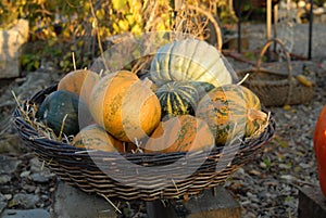Vegetable marrow in wicker basket