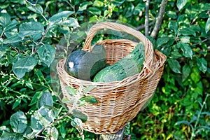 Vegetable marrows in a wattled basket