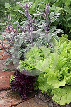 Vegetable mix on garden bed