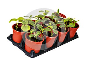 Vegetable Nursery Pot