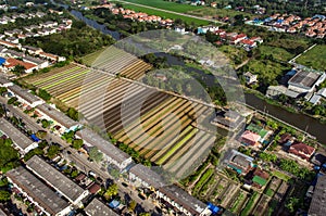 Vegetable Organic Farming, Agriculture Aerial Photography