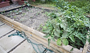 Vegetable Patch