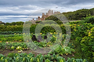 Vegetable patch in a garden with the castle of Mey in the background in Caithness, Scotland