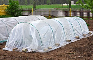 Vegetable patch with seedlings covered with spunbond and polyethylene film to keep humidity and against ground frost in