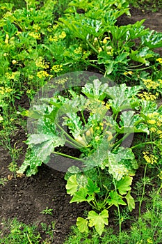 Vegetable patch