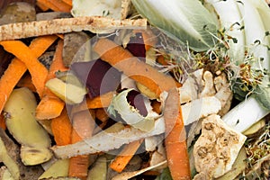 Vegetable peelings in composting pile photo