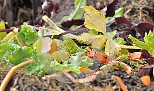 Vegetable peels and other alimentary waste in a composter