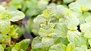 Vegetable pepermint green field Agriculture