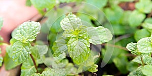 Vegetable pepermint green field Agriculture