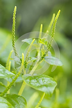 Vegetable Peperomia pellucida