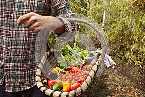 Vegetable picking, fresh vegetables in a basket