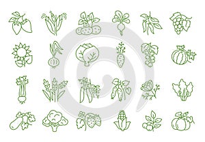 Vegetable plant on a bush branch. Vector line Icons set. Editable Stroke. Vector line open paths illustration.