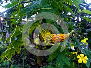 a vegetable plant that grows on vines with wrinkled and nodule fruit and has a bitter taste photo