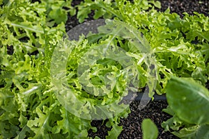 Vegetable plant in oganic farm