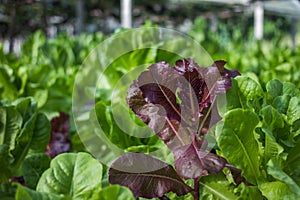 Vegetable plant in oganic farm