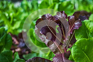 Vegetable plant in oganic farm