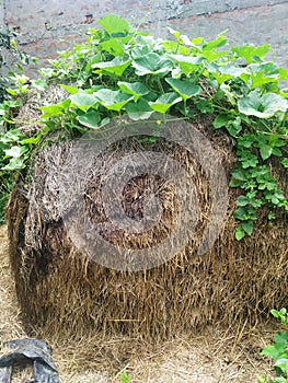 The vegetable plant on paddy straw in madhubani india photo