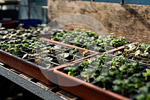 Vegetable plant saplings germinating in a greenhouse. Home grown, self sufficient, organic concept