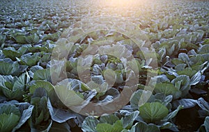 Vegetable plantation concept. Cabbage field at fully mature stage ready to harvest. Landscape view of freshly growing