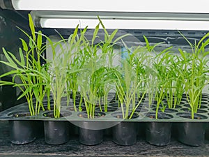 Vegetable plantation in organic farmland, young green Morning glory seedling spreading in black plastic planting tray in nursery