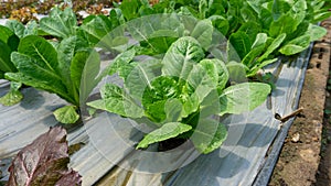 Vegetable plantation in organic farmland, young green and red oak leaf lettuce seedling spreading on brown soil cover by black