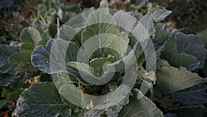 Vegetable plantation that planted by cabbage plant