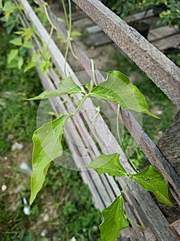 Vegetable plants are planted vines on the fence in the yard