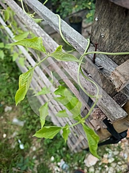 Vegetable plants are planted vines on the fence in the yard