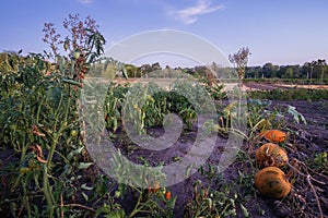 vegetable plants and tomato, pumpkin and lettuce plants at sunset garden