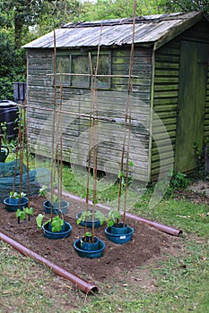 Vegetable Plot