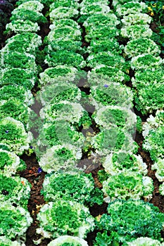 Vegetable plot photo