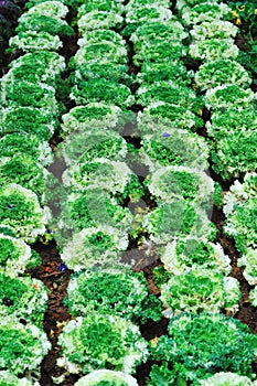 Vegetable plot