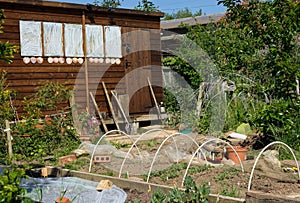 Garden tools, shed & vegetable plot