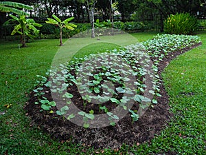 Vegetable plot