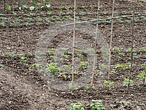 Vegetable plot, plants in lines, fine tilth.