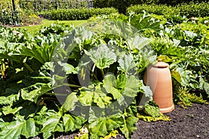Vegetable plot with rhubarb and cloches. photo