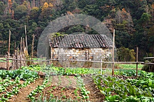 Vegetable plot in village XiCun,Wuyuan photo