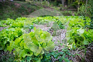 Vegetable plots photo