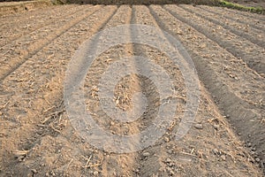 Vegetable plots on agriculture field in suburbs